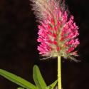 Img.VTax796.Ex2.Img1