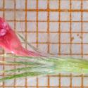 Img.VTax796.Ex2.Img6
