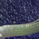 Img.VTax818.Ex4.Img1