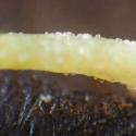 Img.VTax824.Ex5.Img3