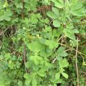 Img.VTax825.Ex1.Img1