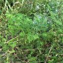 Img.VTax825.Ex2.Img4