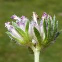 Img.VTax850.Ex1.Img4