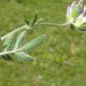 Img.VTax850.Ex1.Img6