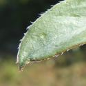 Img.VTax854.Ex1.Img7