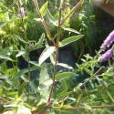 Img.VTax885.Ex4.Img3