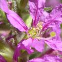 Img.VTax885.Ex4.Img6