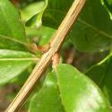 Img.VTax894.Ex2.Img4