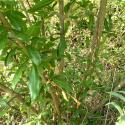 Img.VTax894.Ex2.Img5