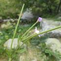 Img.VTax907.Ex1.Img6