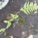Img.VTax91.Ex1.Img3