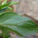 Img.VTax915.Ex3.Img3