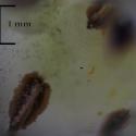 Img.VTax930.Ex2.Img2