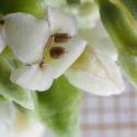Img.VTax930.Ex2.Img6
