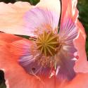 Img.VTax951.Ex2.Img6