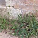 Img.VTax956.Ex1.Img3