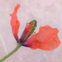 Img.VTax956.Ex1.Img4