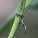 Img.VTax962.Ex1.Img6