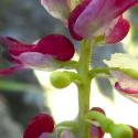 Img.VTax975.Ex2.Img3