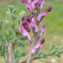 Img.VTax985.Ex1.Img6
