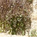 Img.VTax988.Ex1.Img1