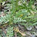 Img.VTax997.Ex2.Img6