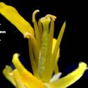 Img.VTax998.Ex1.Img7