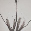 VTax4081.Ex1.Img1
