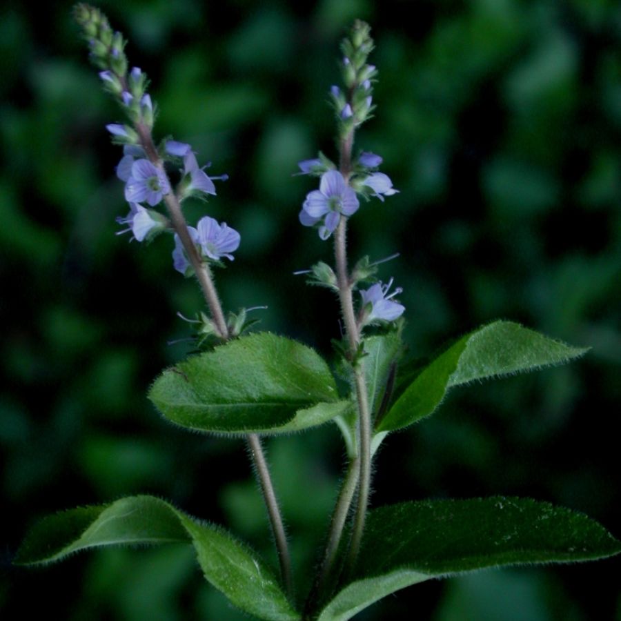 Veronica officinalis | Flora Catalana